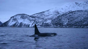 Flucht in die Kälte