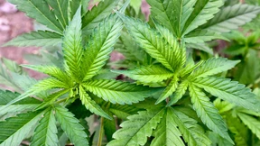 Keine baldige Cannabis-Freigabe in Deutschland