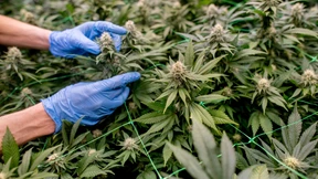 Deutschland hat jetzt den größten legalen Cannabismarkt