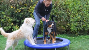 Der Weg zur schlanken Hundetaille 