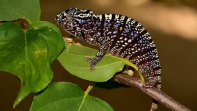 Eintagsfliege der Wirbeltiere