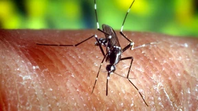 Tigermücke breitet sich in Deutschland aus