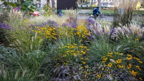 Akelei und Lavastein