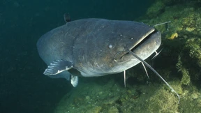 Abermals Schwimmer bei Wels-Angriff im Brombachsee verletzt