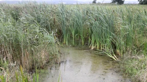 Wiedervernässung von Mooren soll Klimawandel bremsen