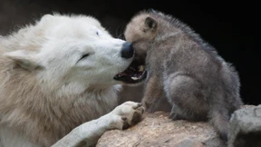 Jack Wolfskin will wieder cool sein