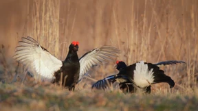 Dem Birkhuhn gehtʼs an den Kragen
