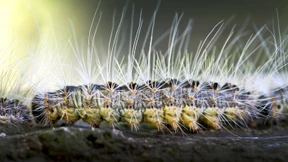 Bio-Wirkstoff stoppt Prozessionsspinner