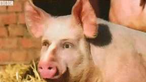 Schweinische Pläne?