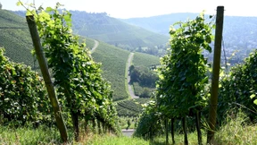 Die Weinwelt für Einsteiger