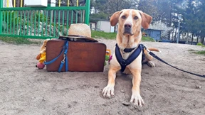 Die Bestie und mein großes Herz