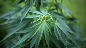 Cannabis für Kinder