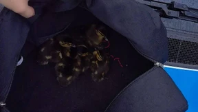 Polizei rettet Entenfamilie von Stadtautobahn