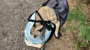 Polizei rettet entführtes blindes Schaf aus Plastiktüte