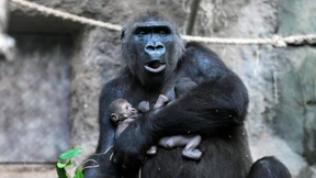Geburt von Gorilla-Zwillingen