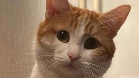 Russland trauert um einen Kater