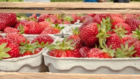 Guter Start in die Erdbeersaison