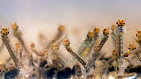 Amerika will Milliarden in den Kampf gegen Zika investieren