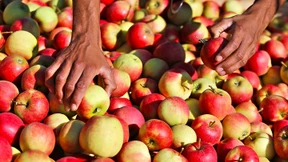 Kein Schadensausgleich mehr für Winzer und Obstbauern
