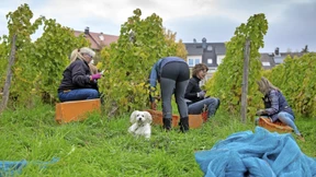 Auslese vom Sonnenhang