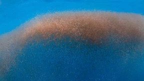 Der nährende Schwarm