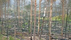 Mein Freund, der Wald