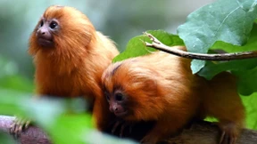 Goldgelbe Löwenäffchen im Kölner Zoo geboren