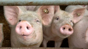 Bauernverband warnt vor Afrikanischer Schweinepest