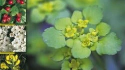 Alles, was wild wächst