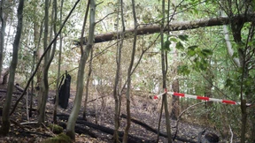 Ein gesunder Wald brennt nicht so leicht