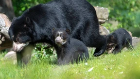 Brillenbären-Babys auf erster Erkundungstour