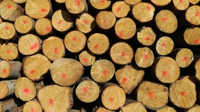 Vanillin aus Holzabfällen