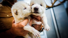 Grauwolf mit ein paar Genen des Schattenwolfs