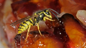 Können Wespenfüße Krankheiten übertragen?