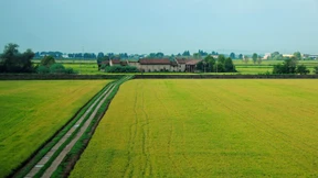 Reisanbau von Klimawandel bedroht