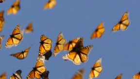 Jedes Tier kann bloggen lernen