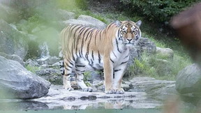 Tiger tötet Tierpflegerin im Zürcher Zoo