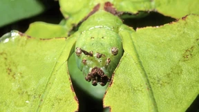 Heute schon jemanden getäuscht?
