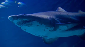 Welche Tiere haben die Dinosaurier überlebt?