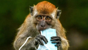 Mund-Nasen-Masken bedrohen die Tierwelt
