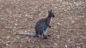 Känguru in Berliner Südwesten ausgebüxt