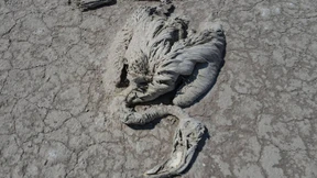 Massensterben von Flamingos in der Türkei