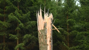 Der Wald muss wachsen, die Waldforschung schneller