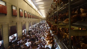 Fleisch von kranken Tieren