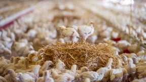  Deutschland produziert mehr Fleisch