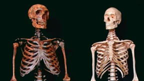 Körpermasse ließ kaum Hirnkapazität für Soziales