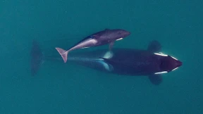 Orca-Mütter opfern sich für ihre Söhne auf