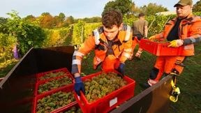 Auch auf Hessens nördlichstem Weinberg läuft die Weinlese