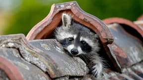 Wie sich Hausbesitzer vor Waschbären schützen können