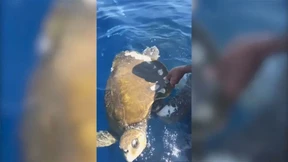 Meeresschildkröte aus Fischernetz befreit